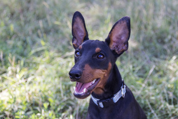 Doberman Puppy Neb