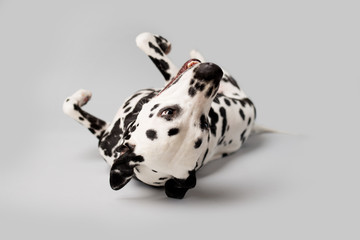 Beautiful Dalmation Dog Rolling oVer