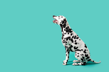 Beautiful Dalmation Dog on Colored Background