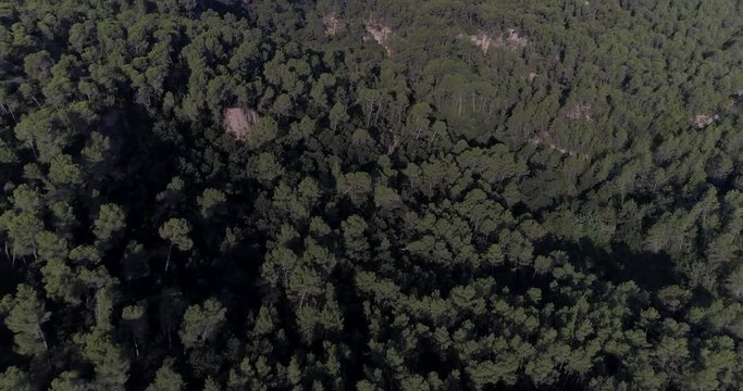 4K drone footage of  flight over pine mediterranian forest in Catalonia