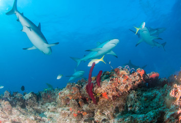 Naklejka premium Caribbean reef shark at the Bahamas