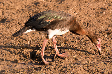 Obraz premium Spur-winged Goose foraging along the shoreline of a dam 