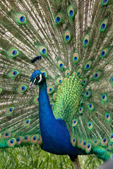 Fototapeta premium Indian peafowl.