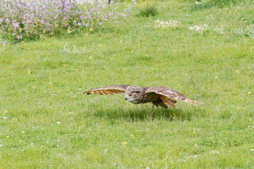 Bengalensis Eagle Owl.