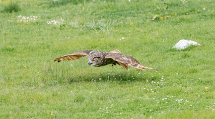 Bengalensis Eagle Owl.