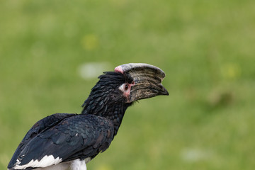 Bycanistes subcylindricus
