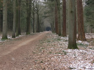 Fototapeta premium Winter in forest