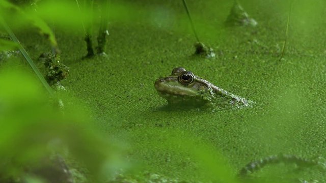 Closeup on a frog in a marsh water