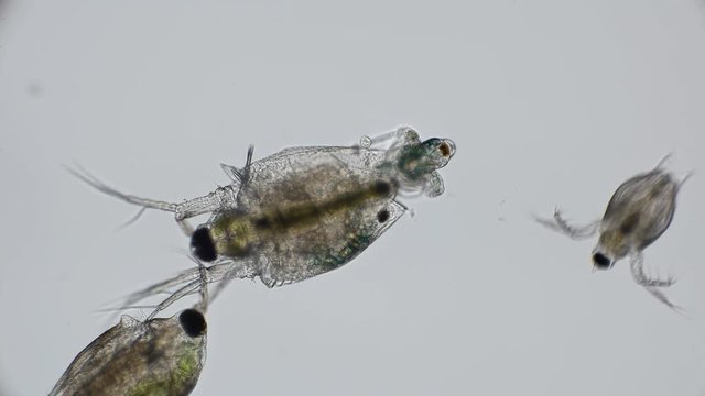 birth of nauplios daphnia from the mother's brood chamber, under a microscope