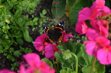 butterfly on pink flowers
