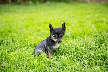 Obraz na płótnie Canvas Portrait of black hairless puppy breed chinese crested dog sitting in the green grass on summer day.