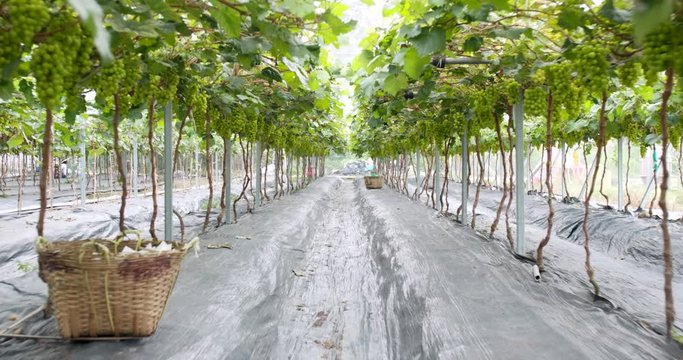 Walking though Green grape farm garden