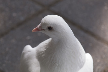 Close-up portrait white dove sits on the sidewalk