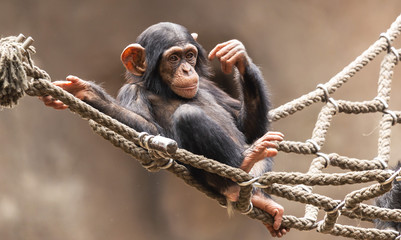Zoo