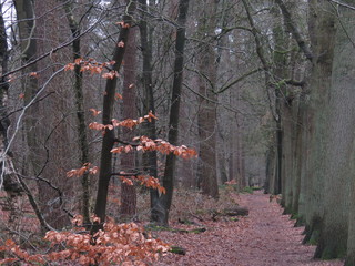 Forest in autumn