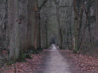 Fototapeta premium Forest in Autumn 