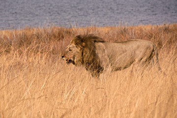 Black maned African Lion striding through the long grass 
