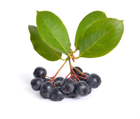 Aronia melanocarpa, called the black chokeberry. Isolated on white background