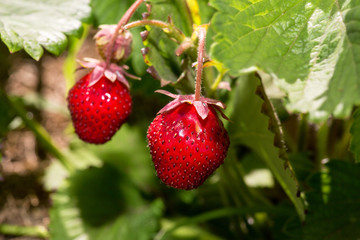 Strawberry plant. Wild stawberry bushes. Strawberries in growth at garden. Ripe berries and foliage strawberry