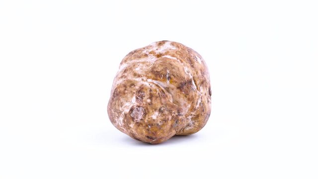 One whole white truffle mushroom rotating on the on the turntable isolated on the white background. Closeup. Macro.