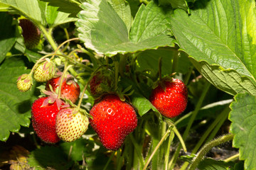 Strawberry plant. Wild stawberry bushes. Strawberries in growth at garden. Ripe berries and foliage strawberry