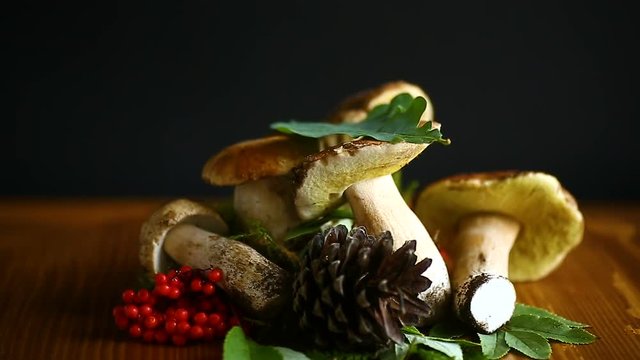 white forest mushroom