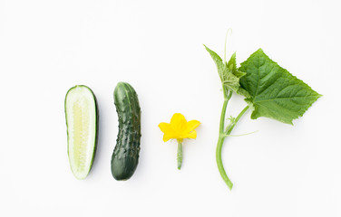 Young cucumbers with cut cucumber and leaf on white