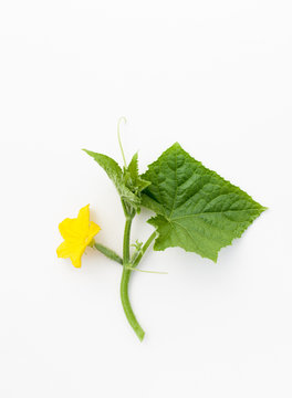 Small cucumber with flower on plant on white