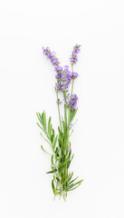 Fresh sprigs of lavender flowers on a white background