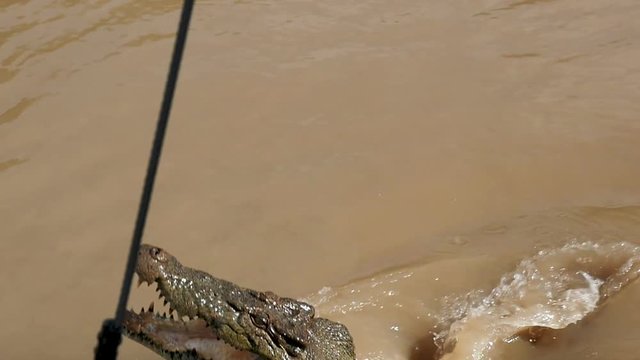 Jumping Australian Crocodile in Slow Motion, Darwin