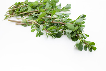 Fresh purslane in the beam on a white background