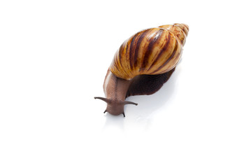 Snail for facial skin care on white background