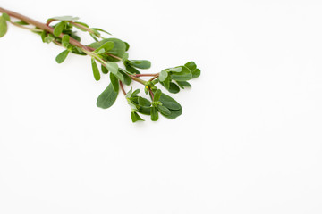 A young sprig of purslane on white background.