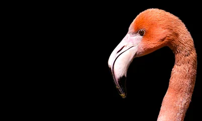 Wandcirkels plexiglas flamingo op zwarte achtergrond © andriy