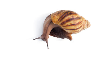 Snail for facial skin care on white background