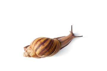 Snail for facial skin care on white background