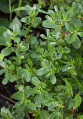 The purslane in the garden. Background image