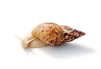 Snail for facial skin care on white background