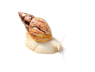 Snail for facial skin care on white background