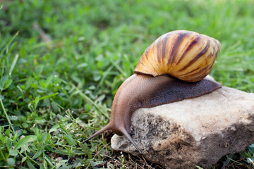 Snail for facial skin care on a stone in the garden