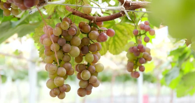 Fresh grape farm
