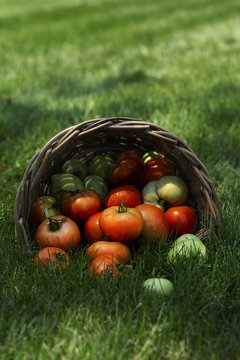 Tomatoes in garden 