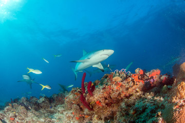 Fototapeta premium Caribbean reef shark at the Bahamas