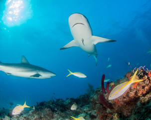 Caribbean reef shark at the Bahamas