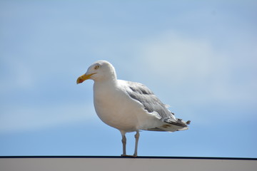 Möwe