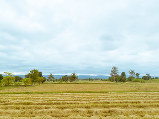 Fototapeta na wymiar Rice paddy field after harvest season in Thailand