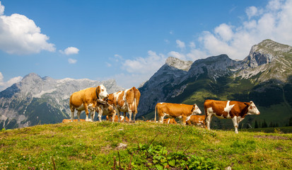 Fototapeta na wymiar Kühe auf dem Ladenberg im Tennengebirge