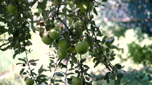 Young apple on the tree. Ripe apple on a tree. Apple tree. Juicy apple on the tree branch.