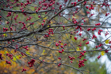 The Rowan berries