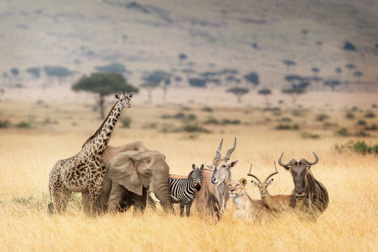 Fototapeta Zwierzęta afrykańskiego safari w scenerii marzycielskiej Kenii